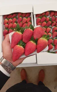 نگهبان گلخانه