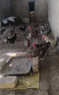 فروش خروس محلی