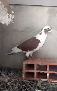 پرنده