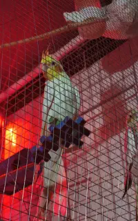 عروس هلندی