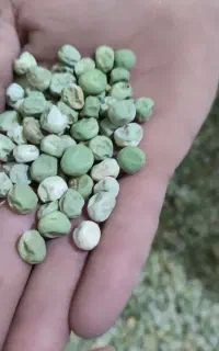 بذر نخود فرنگی