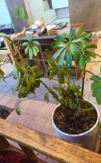 کافه شب سرا بابا نبات