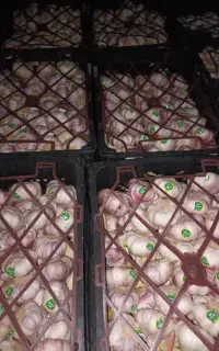 سیر درجه یک سورتینگ شده
