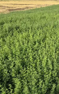 یونجه خالص و مرغوب کانی آب