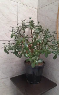 گل طبیعی