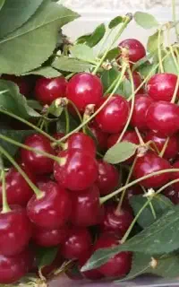 نیازمند تعداد زیادی همکار جهت چیدن آلبالو