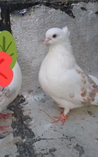 کبوتر رنگی