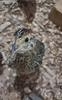 جوجه بلدرچین 25 روزه