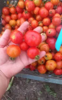 گوجه ۳۰