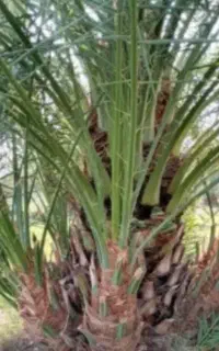 پاچوش انواع نخل
