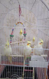 فروش عروس هلندی 5ماهه