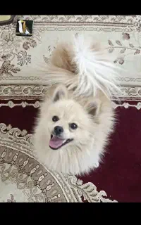 سگ پامر