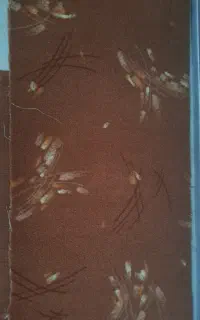 پالاز موکت وگلیم فرش