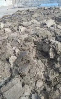 پهن گوسفندی