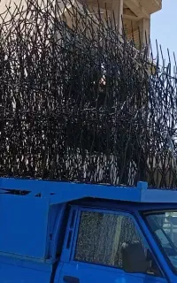 حفاظ شاخ گوزنی