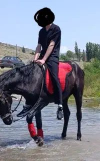 اسب نریون