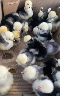 سلطان لهستانی فول کیفیت