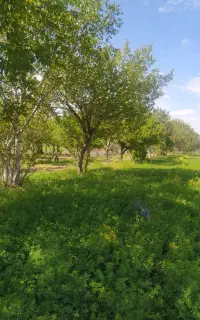 تمامی کارهای باغبانی وبنایی