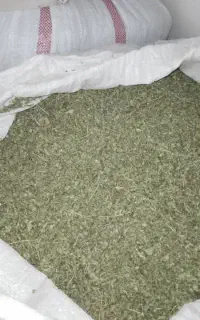 آویشن.. هزبی کردستان