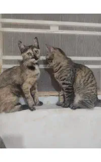 گمشده