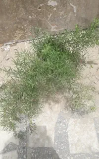 گل شویدی