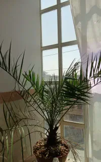 نهال خرما