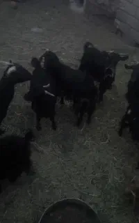 بز و کره