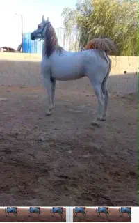 کره اسب و مادیون
