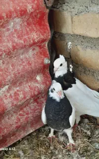 کفتر