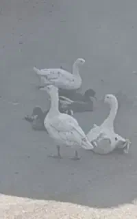 غاز