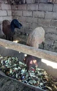 فروش بره ماده  نژاد دار