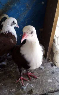 چند عدد جوجه جوانه