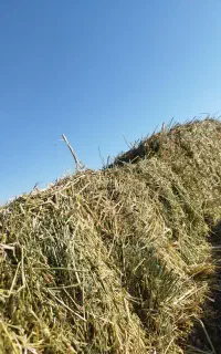 پرس یونجه بدون علف