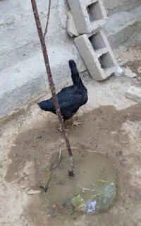 مرغ لاری سیاه