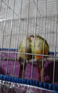فروش فقط قفس