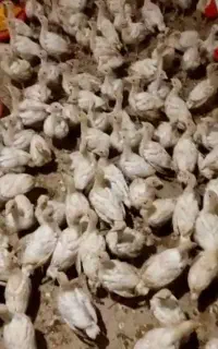 جوجه بوقلمون بیوتی
