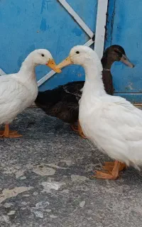 اردک