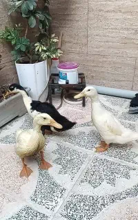فروش 3عدد اردک سالم و واکسن خورده