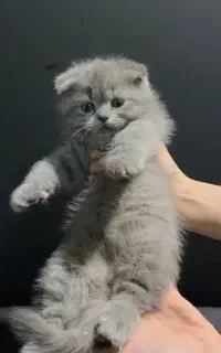 توله اسکاتیش فولد 2 ماهه