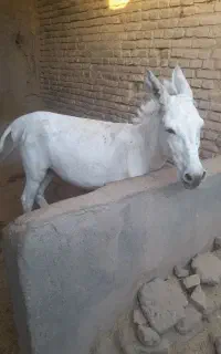 الاغ جوان سالم