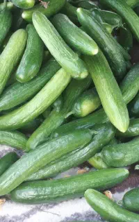 خیار شور اعلا در سه سایز