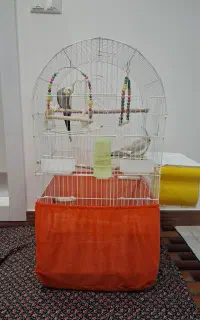 عروس هلندی نر و ماده