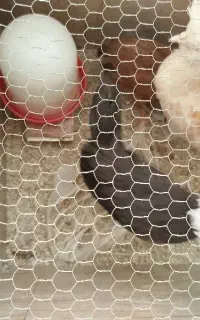 جوجه مرغ و خروس