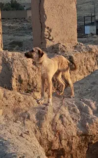 توله سگ