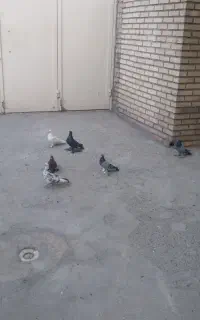 فروش کبوتر