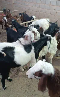 بزغاله بسیار سر حال