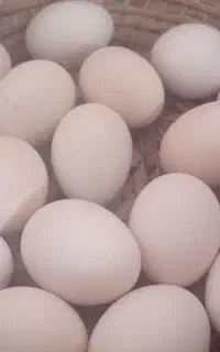 تخم مرغ لاری اصیل