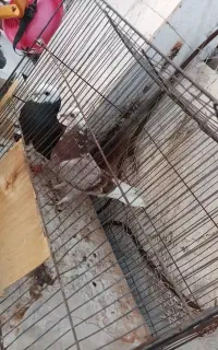 پرنده