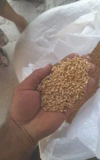 گندم وخوراک دام