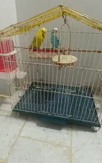 مرغ عشق